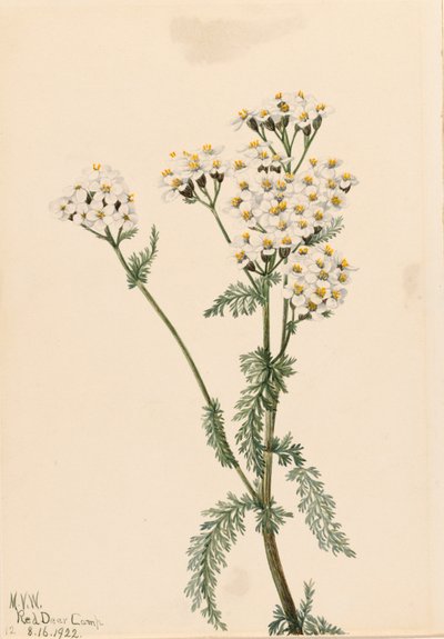 Western Yarrow Achillea lanulosa, 1922 by Mary Vaux Walcott