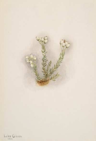 White Heather Phyllodoce grandiflora by Mary Vaux Walcott