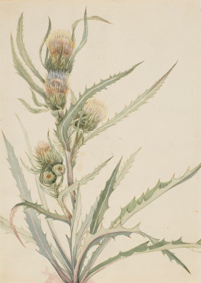 White Thistle Cirsium hookeranum, n.d. by Mary Vaux Walcott