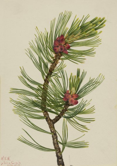 Whitebark Pine Pinus albicaulis by Mary Vaux Walcott