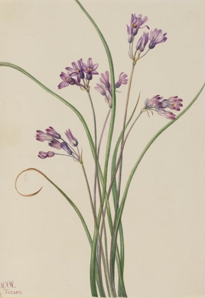 Wild Hyacinth by Mary Vaux Walcott