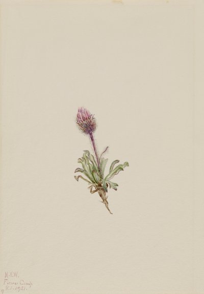 Woolly Fleabane, 1921 by Mary Vaux Walcott