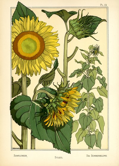 The Sunflower by Maurice Pillard Verneuil