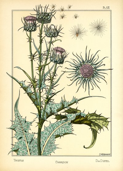 The Thistle by Maurice Pillard Verneuil