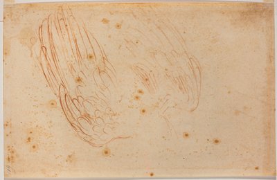 Sketch of an eagle by Michelangelo Buonarroti