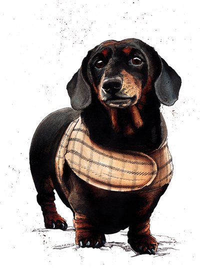 Arthur The Dachshund on White by Mike Davis