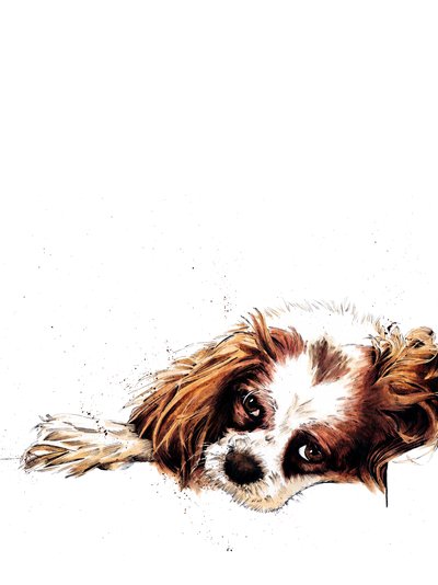 Meg The Spaniel on White by Mike Davis