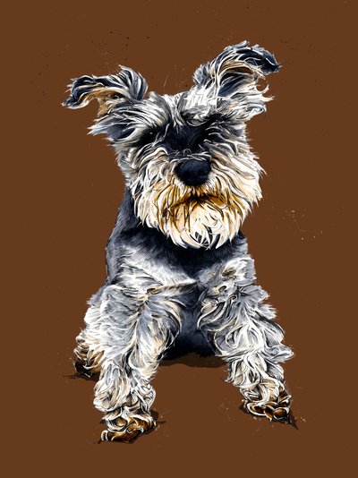 Ollie The Schnauzer by Mike Davis