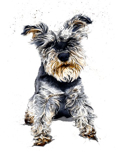 Ollie The Schnauzer by Mike Davis