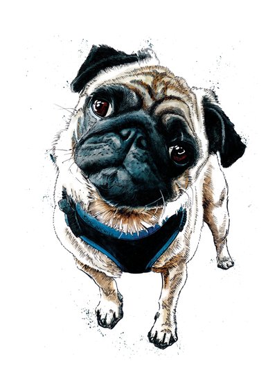 Teddy The Pug by Mike Davis