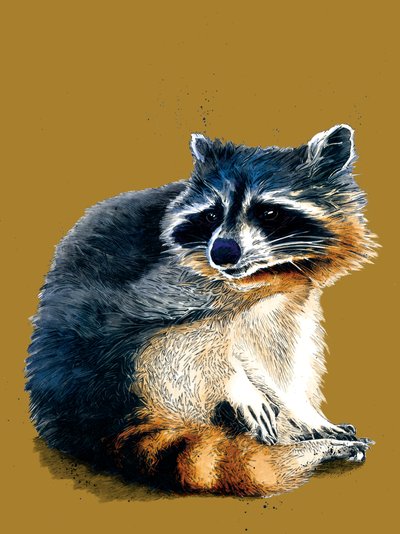 The Raccoon on Golden Yellow by Mike Davis