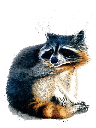 The Raccoon on White by Mike Davis