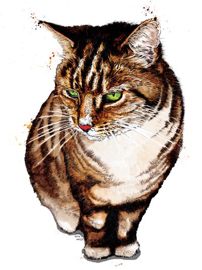 The Tabby Cat on White by Mike Davis