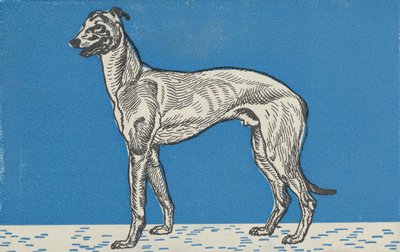 Greyhound, 1912 by Moritz Jung
