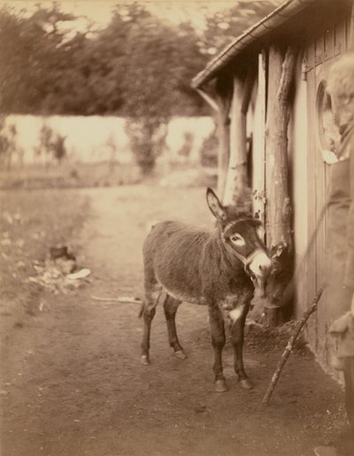 Sénart, the donkey Biribi by Nadar [Gaspard Félix Tournachon]