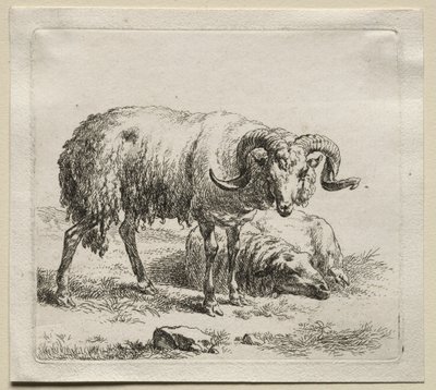 Animalia: Ram and Sheep by Nicolaes Berchem