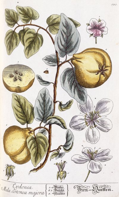 Quince by Nikolaus Friedrich Eisenberger