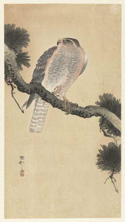 Hawk on Pine Branch by Ohara Koson