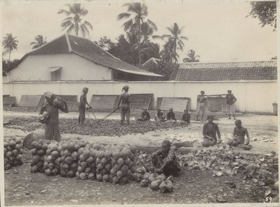 Men and Women Preparing Copra in the Dutch East Indies by Onnes Kurkdjian