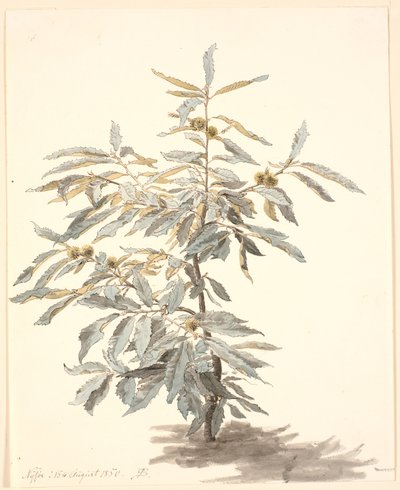 Study of a Small Chestnut Tree by P.C. Skovgaard