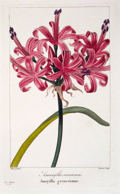 Amaryllis A. Sarniensis, Pub. 1836 by Panacre Bessa