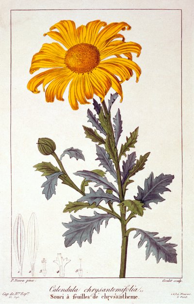 Calendula officinalis Pot Marigold, pub. 1836 by Panacre Bessa