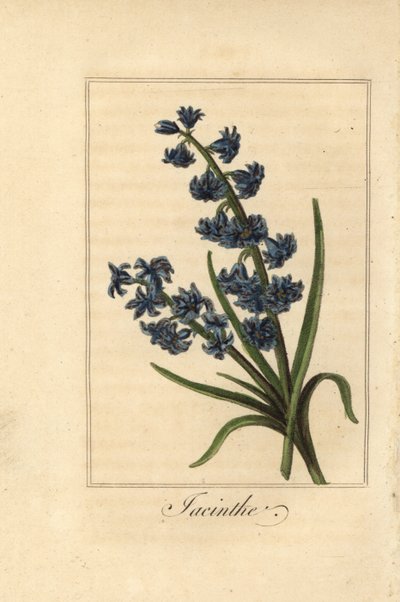 Hyacinth, Hyacinthus orientalis by Pancrace (after) Bessa