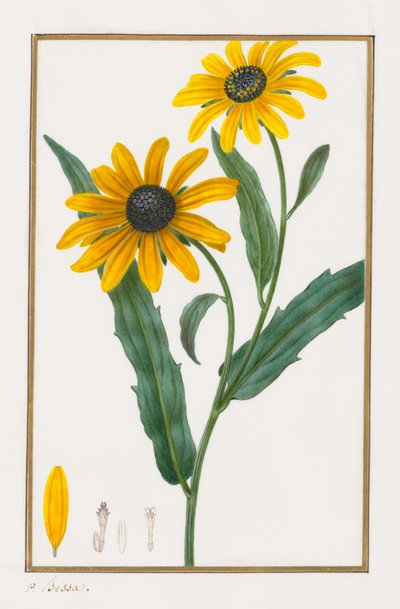 Black-eyed Susan by Pancrace Bessa