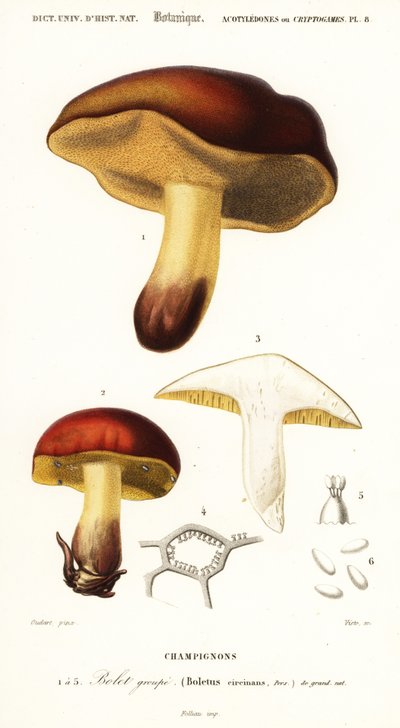 Bolet Mushroom, Boletus circinans (engraving) by Paul Louis Oudart