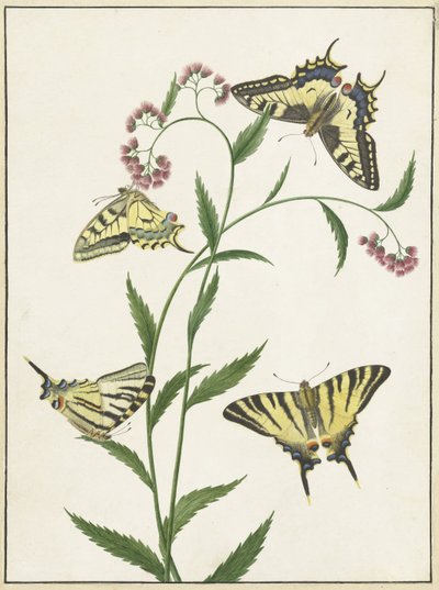 Four Butterflies on Flowers by Paulus Knogh