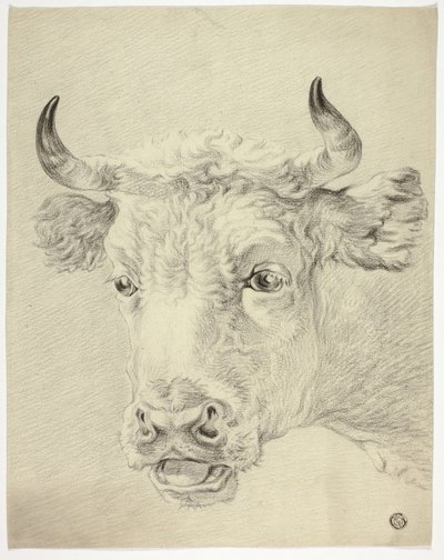 Head of Cow by Paulus Potter