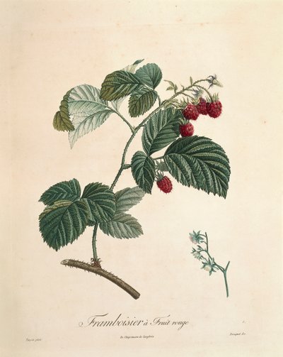 Raspberry by Pierre Joseph Redouté by Pierre Joseph Redouté