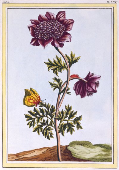 Garden Anemone Windflower, pub. 1776 by Pierre Joseph Buchoz