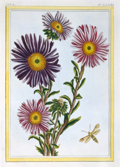 La Reine Marguerite Aster, pub. 1776 by Pierre Joseph Buchoz