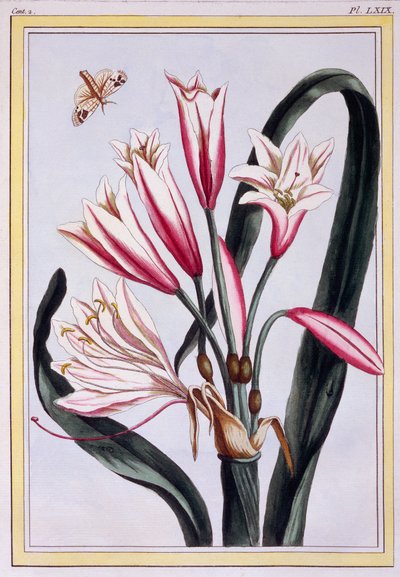 Long Leaved Amaryllis, pub. 1776 by Pierre Joseph Buchoz