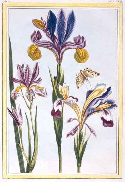 Variegated Iris by Pierre Joseph Buchoz