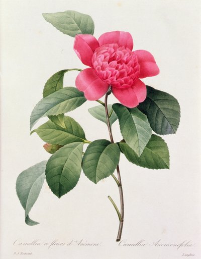 Camellia Anemonefolia by Pierre Joseph Redouté