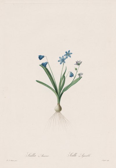 The Lilies: Scilla amaena by Pierre Joseph Redouté