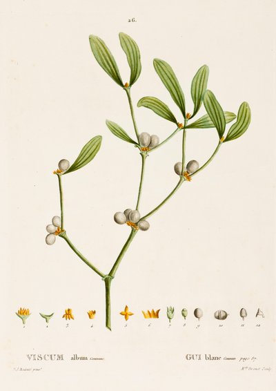 Mistletoe by Pierre Joseph Redouté