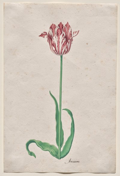 Study of a Tulip (Anvaers) by Pieter Holsteyn II