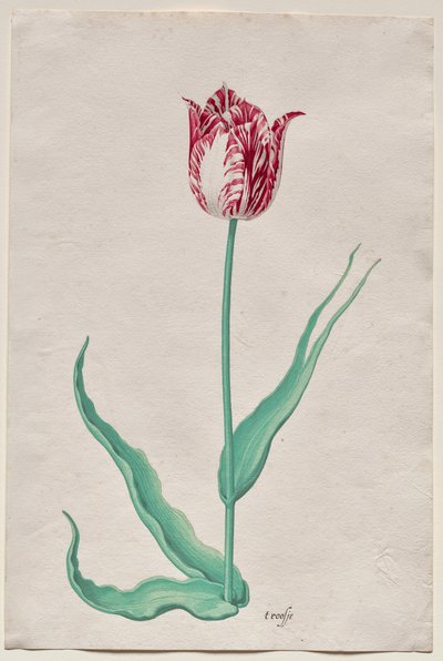 Study of a Tulip (