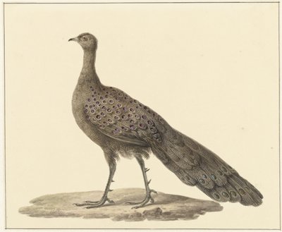 Mirror Peacock by Pieter Pietersz. Barbiers