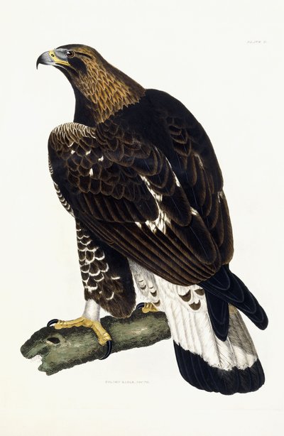 A Young Golden Eagle by Prideaux John Selby