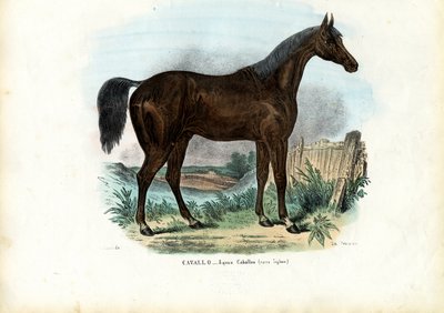 English Horse, 1863-79 by Raimundo Petraroja