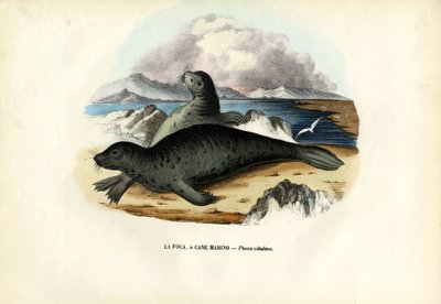 Harbour Seal, 1863-79 by Raimundo Petraroja