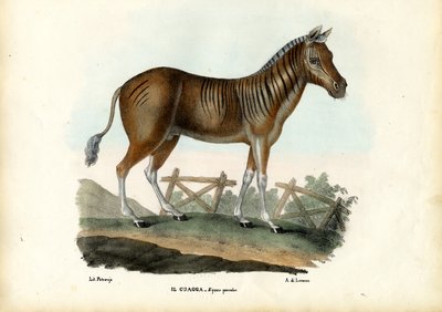 Quagga by Raimundo Petraroja