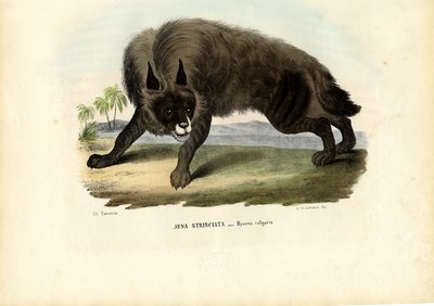 Striped Hyena, 1863-79 by Raimundo Petraroja