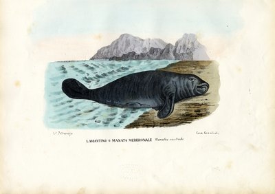 West Indian Manatee, 1863-79 by Raimundo Petraroja