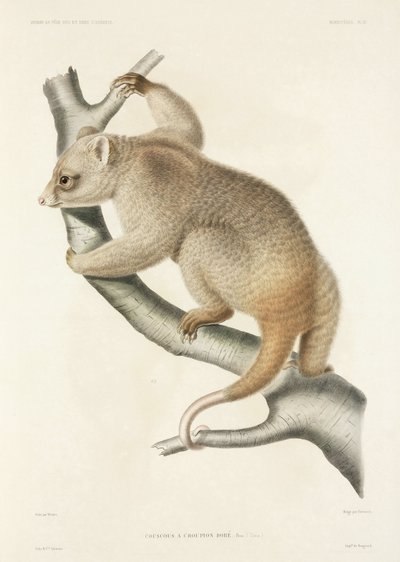 Cuscus by John Pardon