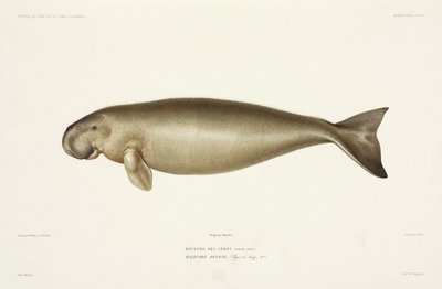 Halicore Dugong by John Pardon